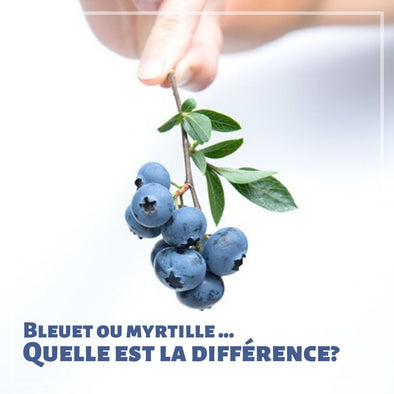 Quelle est la différence entre le bleuet sauvage et la myrtille?